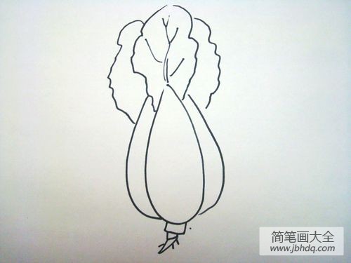 白菜的简笔画画法