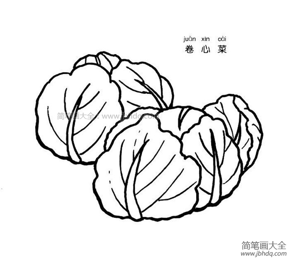 卷心菜简笔画图片