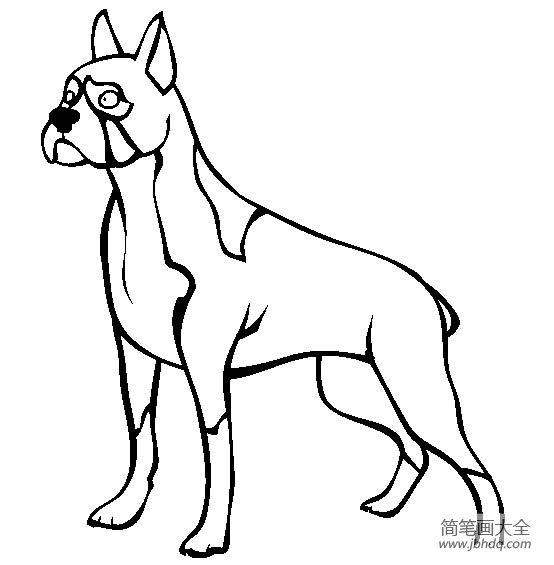 小狗图片大全 拳师犬简笔画图片