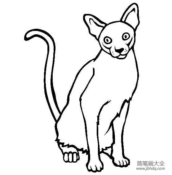 猫咪图片 新加坡猫简笔画