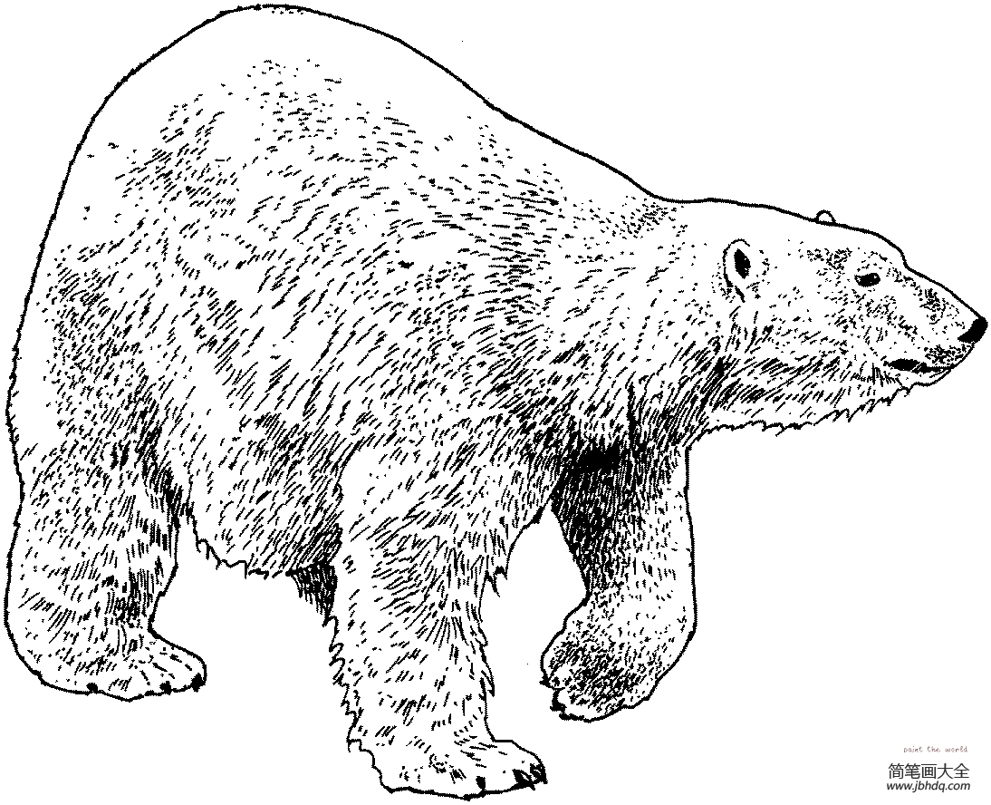 毛绒绒的北极熊