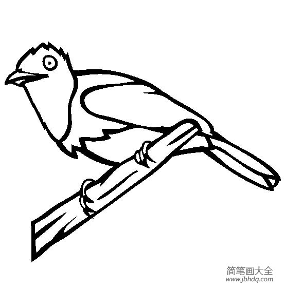 黑头林鵙鹟简笔画图片