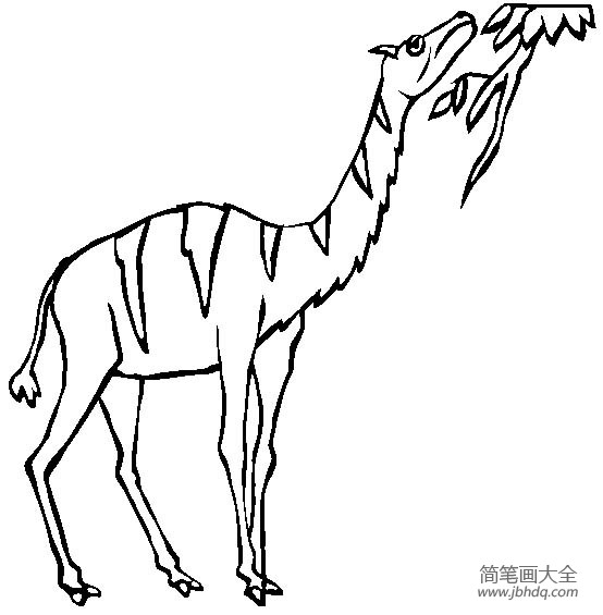 史前动物 拟驼简笔画图片
