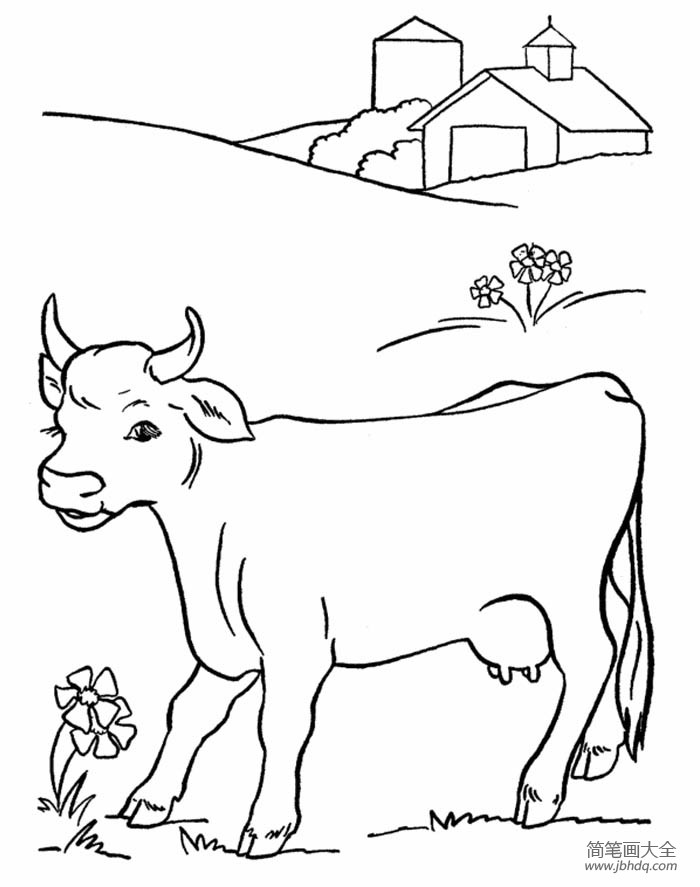 农场里的牛