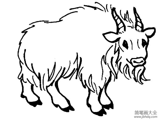 动物简笔画大全 牦牛简笔画图片