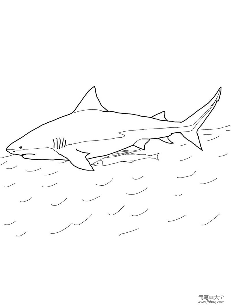 牛鲨简笔画图片