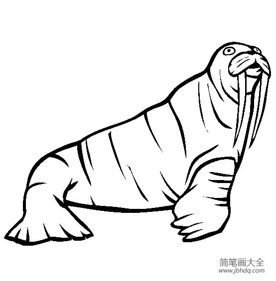 海洋生物图片 海象简笔画图片