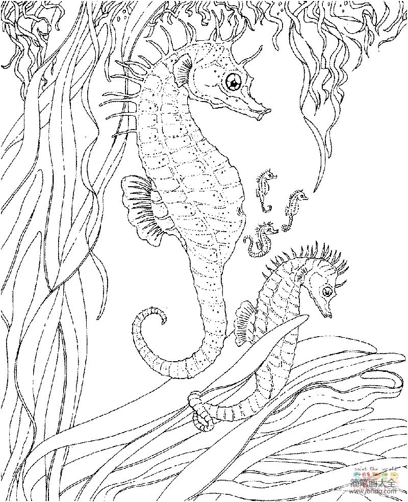 海马妈妈和海马宝宝