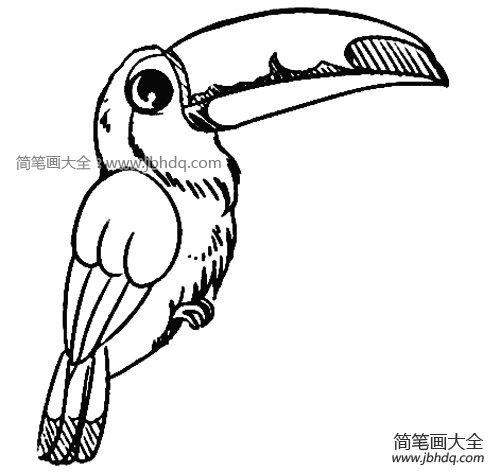 巨嘴鸟简笔画图片