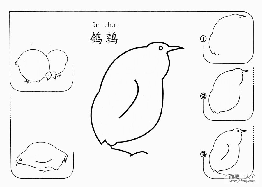 鹌鹑怎么画
