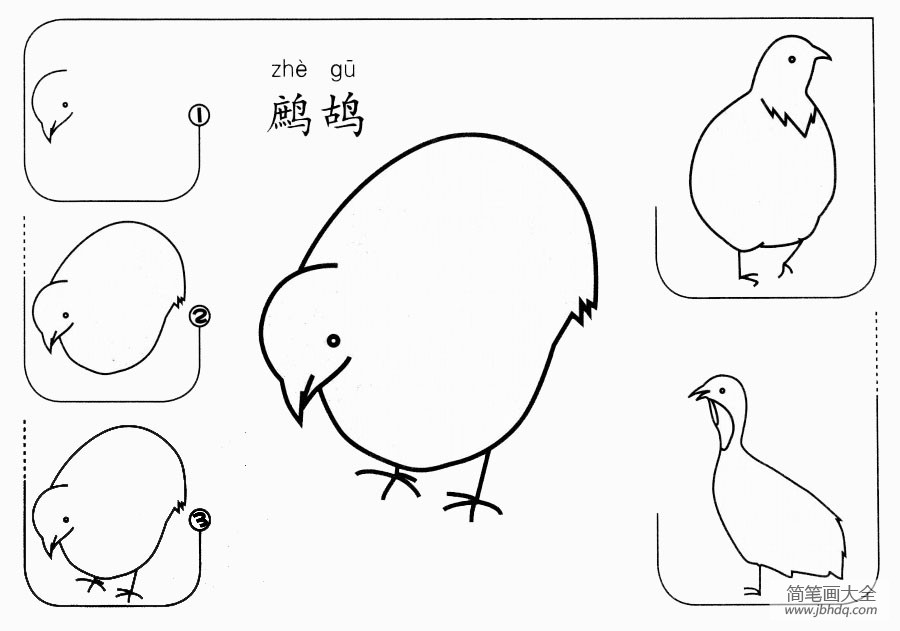 鹧鸪怎么画