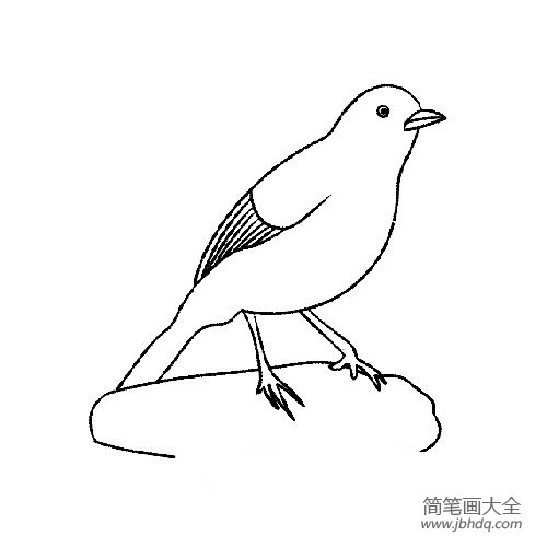 可爱的画眉鸟简笔画