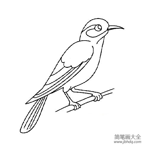 可爱的画眉鸟简笔画