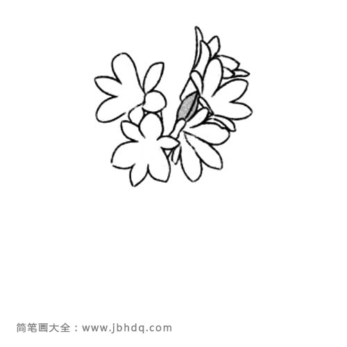 1.画出一层花瓣。