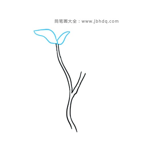 2.在一根茎尖处，围有两个不规则的弧形。