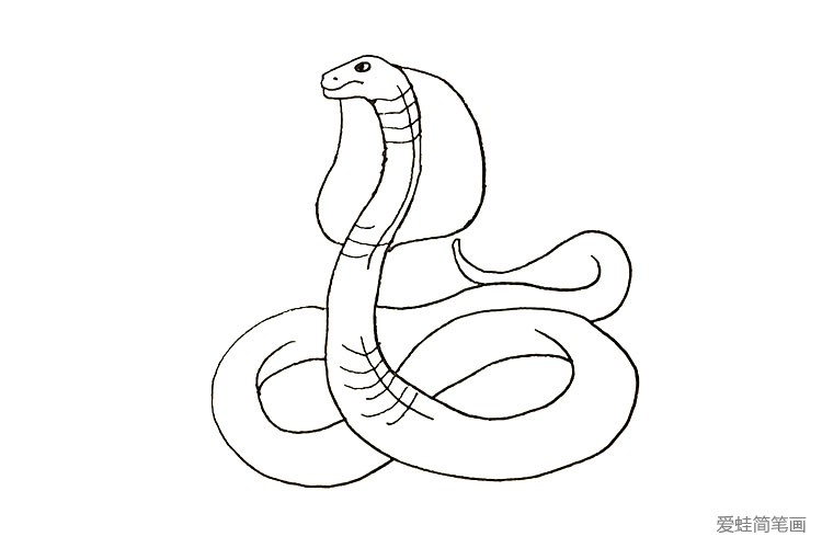第五步：眼睛蛇的头部是扁扁的.我们用弧线把它加宽。