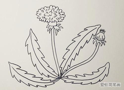蒲公英简笔画