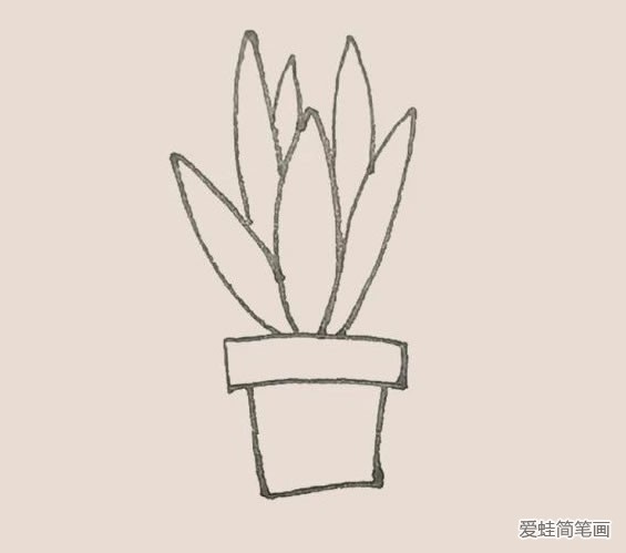 虎皮兰简笔画