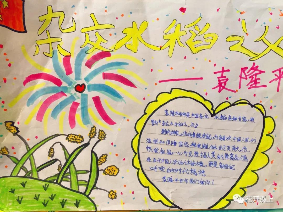 杂交水稻之父袁隆平手抄报图片及内容-图7