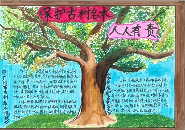 “保护古树名木，呵护绿色家园”主题手抄报-图4