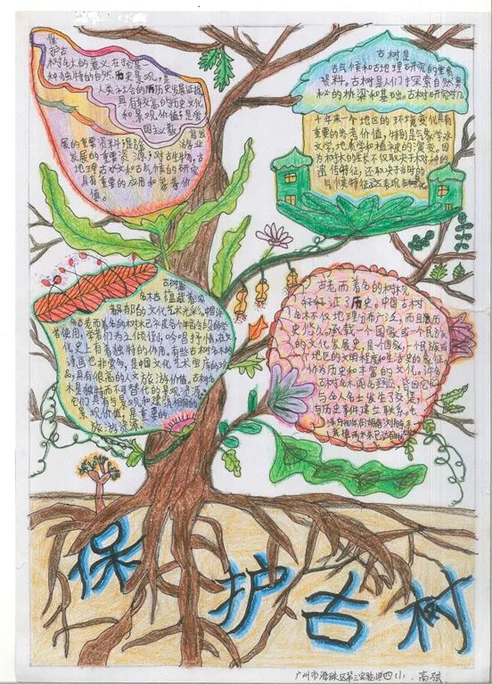 “保护古树名木，呵护绿色家园”主题手抄报-图7