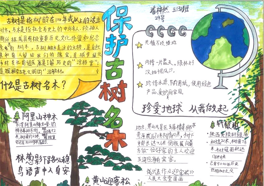 “保护古树名木，呵护绿色家园”主题手抄报-图3