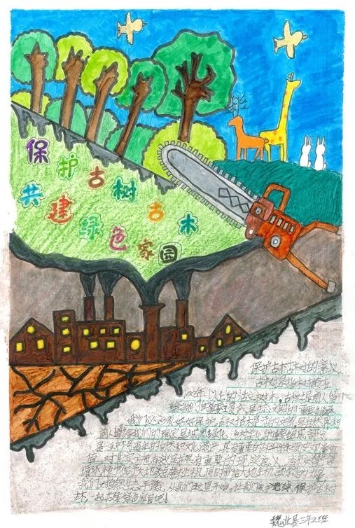 “保护古树名木，呵护绿色家园”主题手抄报-图6