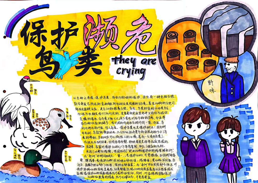 爱鸟周主题手抄报—守护蓝天精灵 共享美好家园-图5
