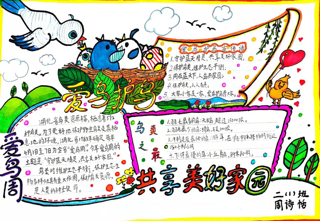 爱鸟周主题手抄报—守护蓝天精灵 共享美好家园-图6