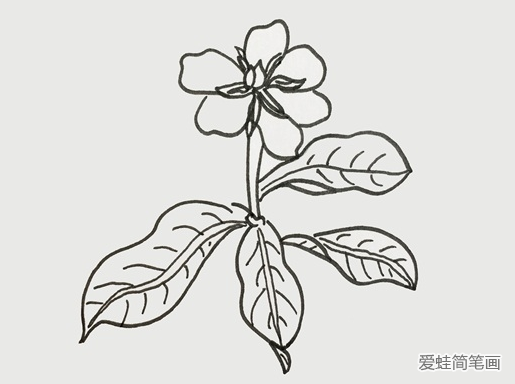 栀子花简笔画