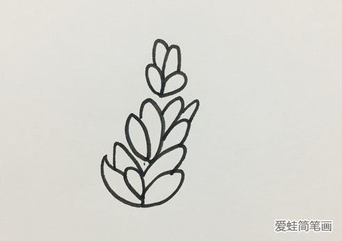 薰衣草简笔画