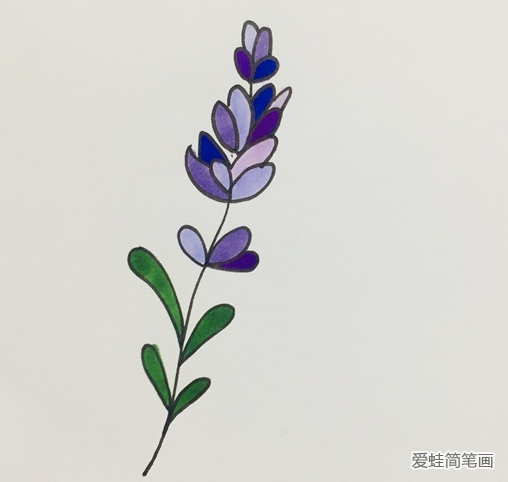 薰衣草简笔画