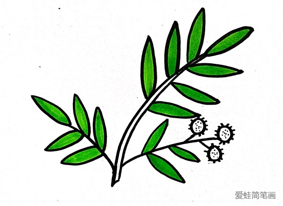 含羞草简笔画