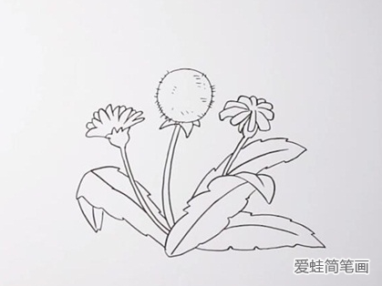 蒲公英简笔画