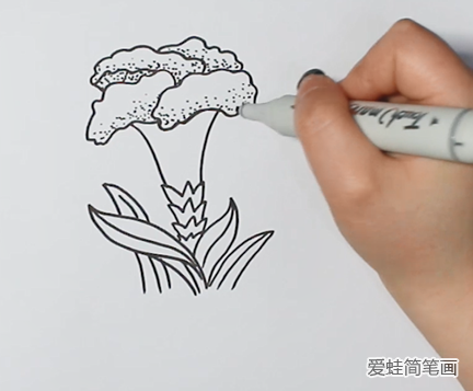 鸡冠花简笔画