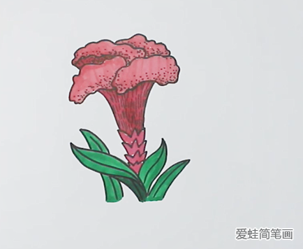 鸡冠花简笔画