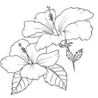 手绘黑白花朵