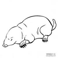 野生动物简笔画 鼹鼠简笔画图片