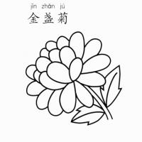 金盏菊怎么画
