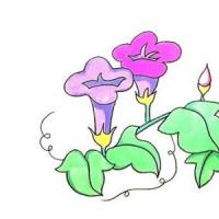 教你画牵牛花简笔画