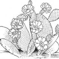 你没见过的仙人掌花
