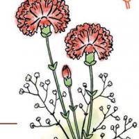 女王节送花这四种都是不错：康乃馨简笔画