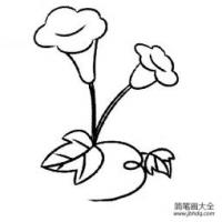 盛开的牵牛花简笔画法