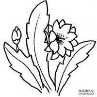 令箭花简笔画