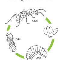 一只蚂蚁的生命周期