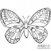 关于蝴蝶的可爱简笔画
