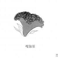 花朵简笔画大全 鸡冠花