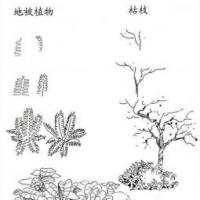 植物图片 地被植物和枯枝简笔画画法
