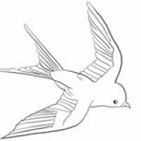 小燕子简笔画步骤图解 - 展翅飞翔的燕子简笔画怎么画