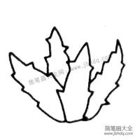 芦荟简笔画大全及画法步骤